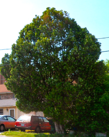 Kosho Tree
